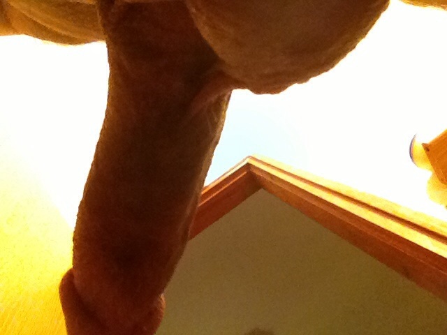 נשים או זוגות 1